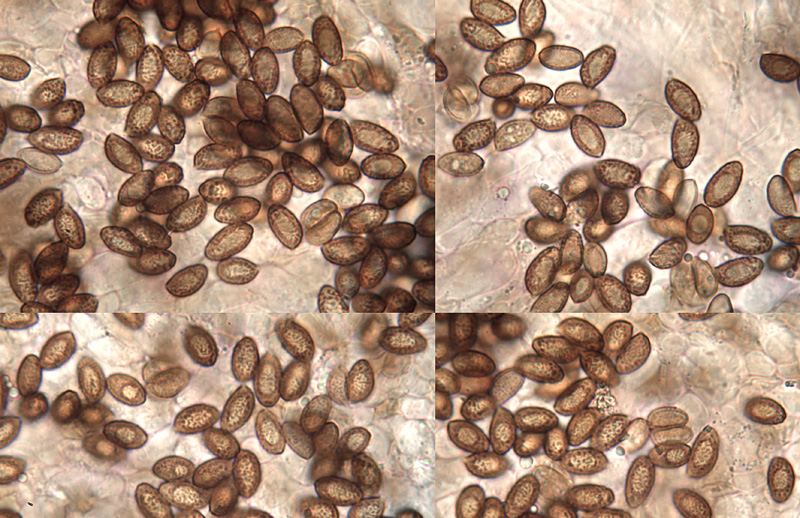 Cortinarius diabolicorigens spores Cortinarius diabolicorigens spory
